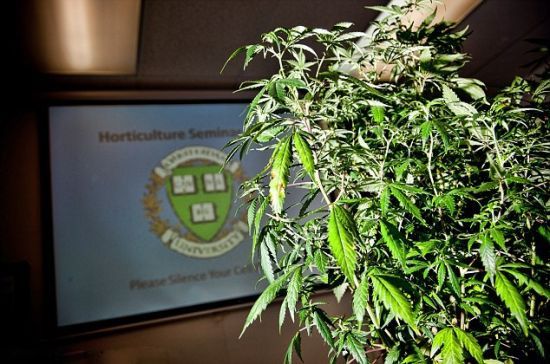 美大学设大麻种植专业 年入120亿 美大学设大麻种植专业 年入120亿